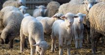 Stire din Social : Sacrificarea mieilor este permisă din data de 9 aprilie, la Constanţa