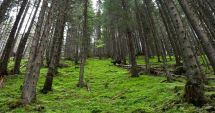 Stire din Social : România va înfiinţa zeci de mii de hectare de păduri noi și suprafețe cu vegetație forestieră