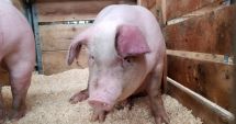 Stire din Social : România, evaluată în ceea ce privește eficiența măsurilor de prevenire a pestei porcine africane