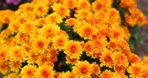 Stire din Social : S-a dat startul campaniei de plantare de toamnă în Constanța