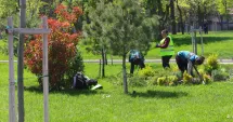 Stire din Social : Parcul Tăbăcărie se pregătește pentru sezonul cald. Au început plantările de copaci