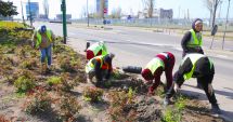 Stire din Social : Municipiul Constanţa, înfrumuseţat cu peste 3.600 de trandafiri