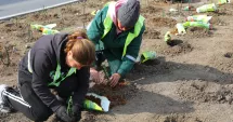 Stire din Social : Începe campania de plantare de primăvară, în municipiul Constanța
