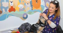 Stire din Social : Pregătirile pentru centrul de adopții câini se apropie de final