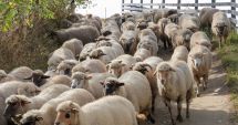 Stire din Social : A fost stins ultimul focar confirmat de pesta micilor rumegătoare din județul Constanța