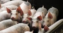 Stire din Economie : Situaţie alarmantă! Mai avem doar 3,3 milioane de porci, în România