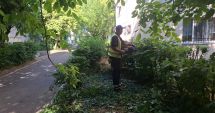 Stire din Social : Spațiile verzi din oraș, îngrijite zilnic de echipe specializate