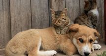 Stire din Social : O nouă campanie de sterilizare gratuită a animalelor de rasă comună, în municipiul Constanţa