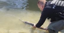 Stire din Eveniment : Sturion redat mediului natural de către polițiștii de frontieră