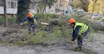 Stire din Social : Lucrări de toaletare a arborilor în mai multe cartiere din Constanța