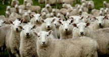 Stire din Social : Fermele de ovine din Constanţa sunt vizitate de o delegaţie din Regatul Arabiei Saudite