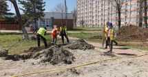 Stire din Social : Au început plantările de copaci. Castani şi pruni, pe strada Mircea cel Bătrân şi în Mamaia