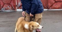 Stire din Social : Tano nu mai trebuie să tremure de frig. Căţelul a fost adoptat de o familie iubitoare