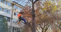 Stire din Social : Lucrările de toaletare și corecție a arborilor continuă în cartierele constănţene
