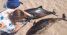 Stire din Social : Peste o sută de delfini eșuați pe plajă, de la începutul anului
