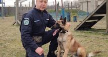 Stire din Eveniment : Jack, partener canin de nădejde al jandarmilor de la Gruparea Mobilă „Tomis”