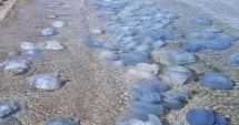 Stire din Social : Meduzele albastre sunt aşteptate curând, la malul mării