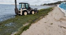 Stire din Social : GALERIE FOTO. Plajele din sudul litoralului, sub asaltul algelor. Echipele Apelor Române acționează în fiecare seară!
