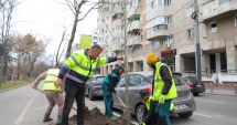 Stire din Social : Peste 300 de pomi vor fi plantaţi în cartierele constănţene