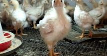 Salmonella depistată la o exploatație avicolă din județul Constanța. Ce măsuri au luat veterinarii