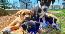 Stire din Social : Sterilizări gratuite pentru animalele de rasă comună, la Constanţa