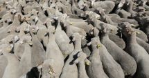 Stire din Eveniment : MASACRU PE ŞOSEA! Un TIR cu 400 de oi s-a răsturnat