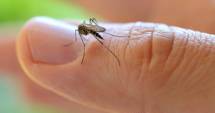 Stire din Sănătate : Zika poate fi eradicat. Doi soldați care au contactat maladia au fost vindecați