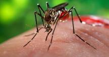 OMS: femeile infectate cu virusul zika pot alăpta