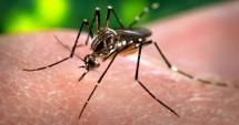 Stire din Actualitate : Bombă despre virusul Zika. A fost găsit și la țânțarii obușnuiți