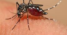 Stire din Actualitate : Trei decese din cauza virusului Zika