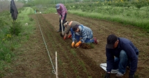 Stire din Social : Ce obligații ai dacă muncești ca zilier