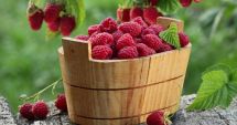 Stire din Sănătate : Zmeura - o sursă bogată de fibre dietetice și antioxidanți