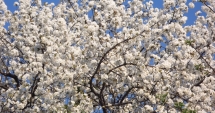 Stire din Social : ANM. CUM VA FI VREMEA DE FLORII