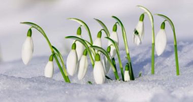 Stire din Social : PROGNOZA METEO PE DOUĂ SĂPTĂMÂNI / ÎN SFÂRȘIT PRIMĂVARĂ! Ce temperaturi vom avea și când vin ploile