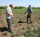 Stire din Economie : Ploile au "înecat" recolta de orz și rapiță