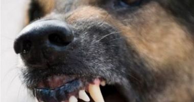 Stire din Eveniment : Proprietarul celor 8 câini care au atacat un copil, reținut. În loc să-l ducă la spital, l-a luat acasă și i-a dat ceai