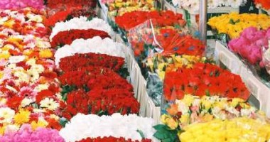 Stire din Eveniment : Florile și semnițele din Olanda, verificate în vămi din cauza unei suspiciuni de bacterii