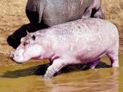Animale mai roz decât vedetele