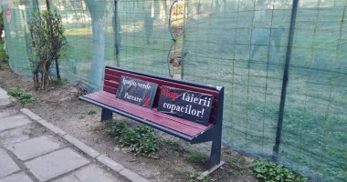 A început tăierea copacilor din fața blocurilor SM5 și SM6! Locatarii, revoltați - 2