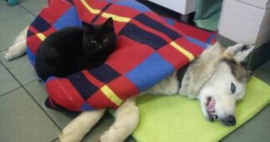Stire din Actualitate : "Pisica infirmieră", un caz real