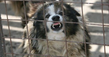 Stire din Social : Caz ȘOCANT! Fetiță de 3 ani, UCISĂ de câine, chiar în curtea casei