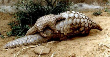 Captură record de solzi de pangolin