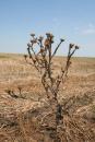 Statul român lasă pârloagă mii de hectare de teren agricol, în județul Constanța