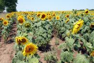 Stire din Economie : Producția de floarea-soarelui scade la jumătate, în 2009