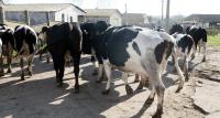 Cantitatea de lapte de vacă din unitățile procesatoare a scăzut cu 10% în octombrie