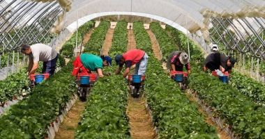 Stimulente financiare pentru muncitorii sezonieri. Guvernul pregătește ordonanțe de urgență cu impact major