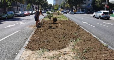 Spațiile verzi din Constanța sunt înfrumusețate și reamenajate - 2