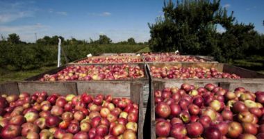 Exporturile de fructe comestibile ale României au crescut