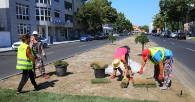 Continuă montarea rulourilor de gazon în orașul Constanța - 3