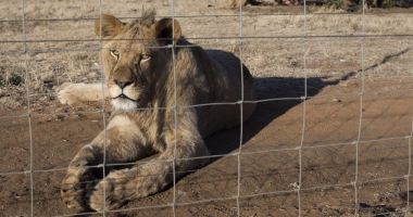 Stire din Actualitate : BBC: Africa de Sud va interzice creşterea leilor pentru vânătoare sau în scopuri turistice